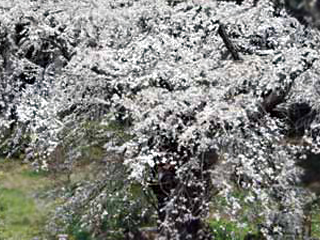 六合村　千年桜
